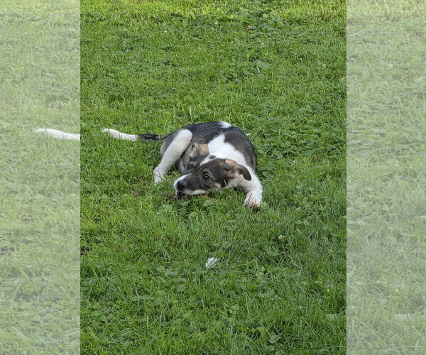 Medium Photo #2 Collie-Unknown Mix Puppy For Sale in Marine City, MI, USA