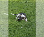Small #1 Collie Mix