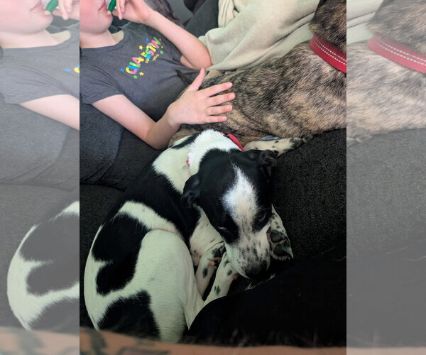 Medium Photo #3 Mutt Puppy For Sale in New London, WI, USA