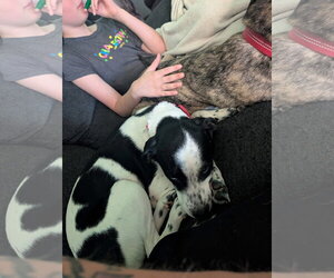 Arnold - Male Mutt Dog for Adoption - Photo #3