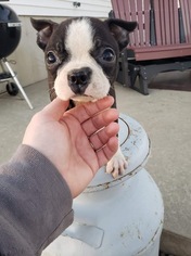 Boston Terrier Puppy for sale in ARTHUR, IL, USA