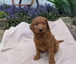 Small Photo #62 Irish Doodle Puppy For Sale in GOSHEN, IN, USA