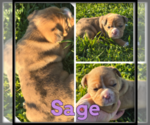 Small Photo #2 Olde English Bulldogge Puppy For Sale in WHEELER, MI, USA
