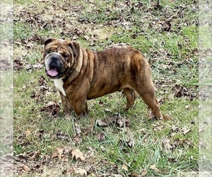 Father of the Bulldog puppies born on 05/04/2023