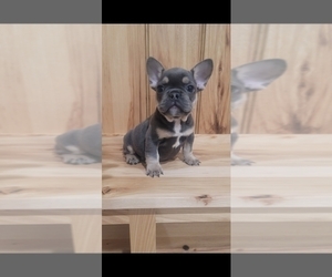 French Bulldog Puppy for sale in INDIANAPOLIS, IN, USA