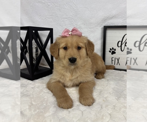 Medium Photo #5 Golden Retriever Puppy For Sale in GREENFIELD, IN, USA