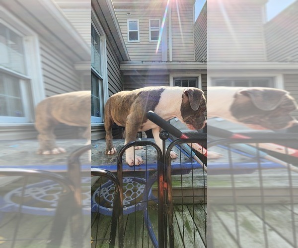Medium Photo #35 American Bully Puppy For Sale in HARRISBURG, PA, USA