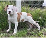 Small #2 Pointer-Treeing Walker Coonhound Mix