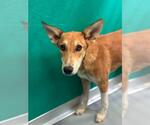 Small German Shepherd Dog Mix