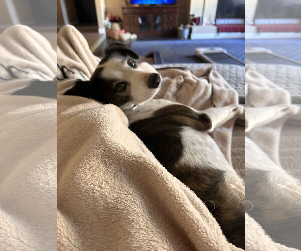 Medium Photo #3 Jack-Rat Terrier Puppy For Sale in Chandler, AZ, USA