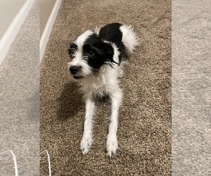 Jack Russell Terrier-Unknown Mix Puppy for sale in GLADSTONE, MO, USA