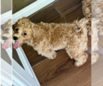 Small #5 Shih-Poo