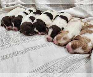 Brittany Litter for sale in HORTENSE, GA, USA