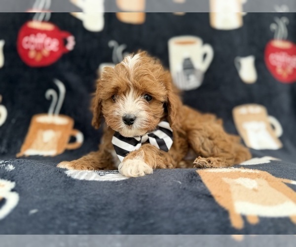Medium Photo #8 Cavapoo (Miniature) Puppy For Sale in LAKELAND, FL, USA