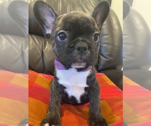 French Bulldog Puppy for sale in LOS ANGELES, CA, USA