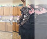 Small American Pit Bull Terrier-Plott Hound Mix