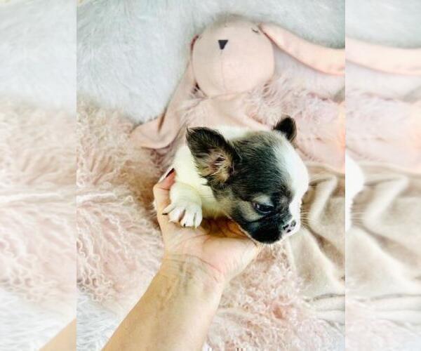 Medium Photo #1 French Bulldog Puppy For Sale in WEST PALM BEACH, FL, USA