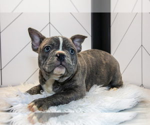 Medium Faux Frenchbo Bulldog