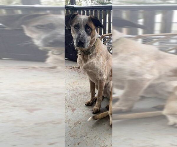 Medium Photo #3 Mutt Puppy For Sale in Aurora, IN, USA
