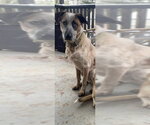 Small #2 Mutt