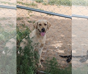 Father of the Labrador Retriever puppies born on 04/29/2025