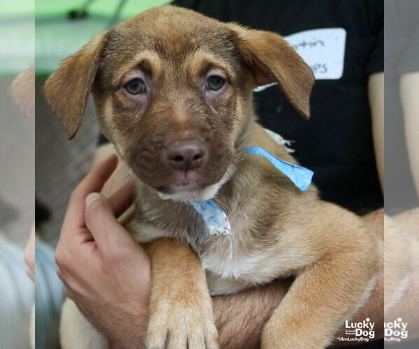 Medium Photo #2 Australian Shepherd-Unknown Mix Puppy For Sale in Washington, DC, USA