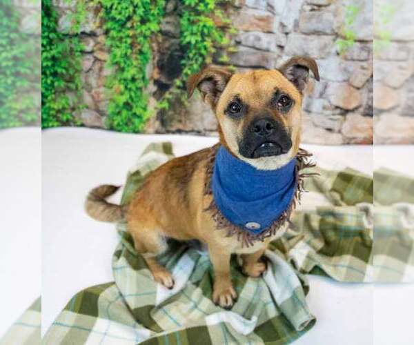 Medium Photo #6 Pug-Unknown Mix Puppy For Sale in Kennesaw, GA, USA