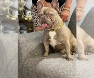 Mother of the French Bulldog puppies born on 07/30/2021