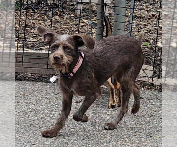 Medium Photo #1 Mutt Puppy For Sale in Bloomingdale, NJ, USA