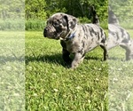 Small #2 American Bully