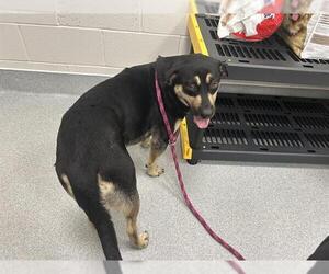German Shepherd Dog-Unknown Mix Dogs for adoption in Ocala, FL, USA