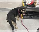 Small German Shepherd Dog Mix