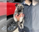 Small Photo #7 German Shepherd Dog Puppy For Sale in FORT WORTH, TX, USA