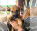 Small #1 Mutt