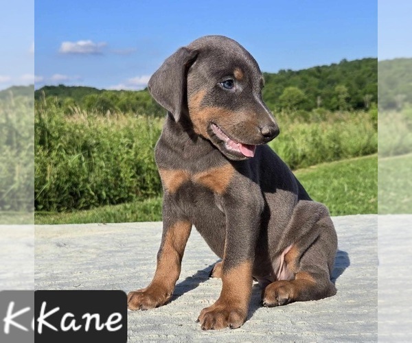 Medium Photo #2 Doberman Pinscher Puppy For Sale in POMEROY, OH, USA