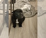 Puppy Puppy 2 English Bulldog