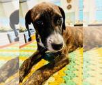 Small #1 American Staffordshire Terrier Mix