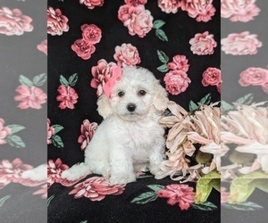 Bichon Frise Puppy for sale in CHRISTIANA, PA, USA