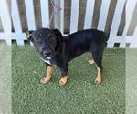 Small Staffordshire Bull Terrier Mix