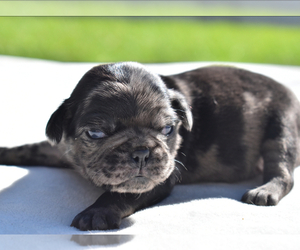 Pug Puppy for sale in PALM COAST, FL, USA