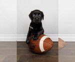 Small #2 Labrador Retriever Mix
