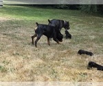 Small #27 Cane Corso-Rottweiler Mix