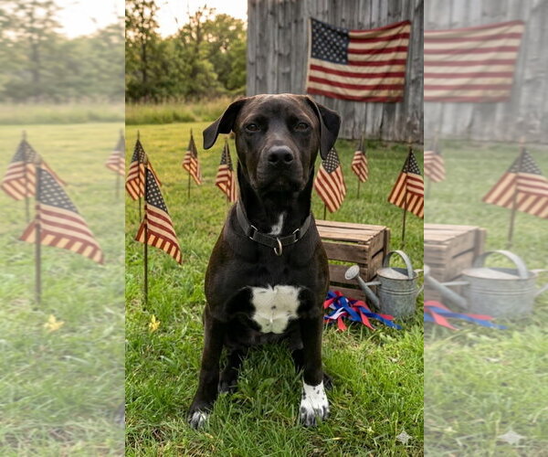 Medium Photo #1 Labrador Retriever-Unknown Mix Puppy For Sale in Germantown, OH, USA