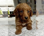 Small Photo #26 Goldendoodle (Miniature) Puppy For Sale in PENSACOLA, FL, USA