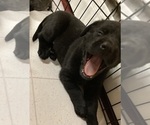 Small Photo #4 Labrador Retriever Puppy For Sale in BOALSBURG, PA, USA