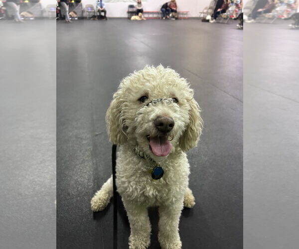 Medium Photo #16 Mutt Puppy For Sale in Sandy, UT, USA