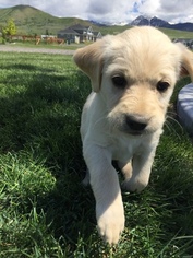 Labradoodle Puppy for sale in LYNDEN, WA, USA