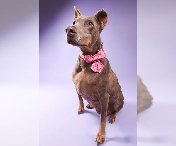 Medium Photo #3 Doberman Pinscher Puppy For Sale in Buffalo, MN, USA