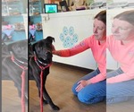 Small #1 Labrador Retriever Mix