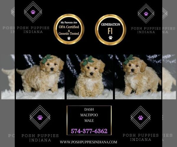 Medium Photo #102 Maltipoo (Miniature) Puppy For Sale in WARSAW, IN, USA